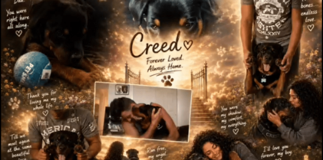 Today, our hearts are broken as we say goodbye to our beloved BestWayDog family member, Creed 🐾💔